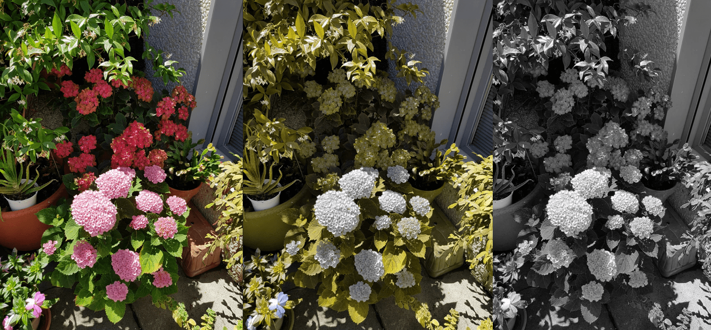 Imagen vista con distintos tipos de daltonismo: Flores con vista normal, deuteranopia y acromatopsia