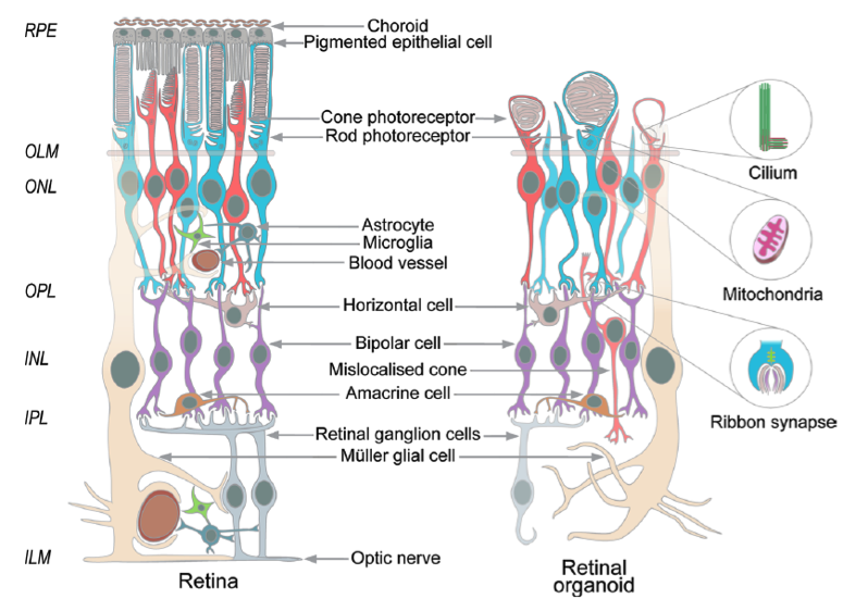 Izquierda. Estructura de una retina humana. Derecha, estructura de un organoide de retina. La distribución de los tipos celulares es similar en ambos casos.